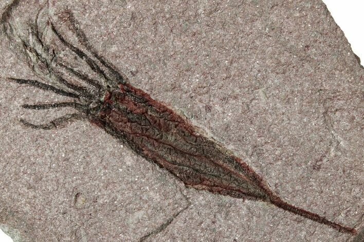 Fossil Eocrinoid (Ascocystites) - El Kaid Rami, Morocco #305147